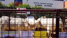 Foto 3 - La calidad prima en la primera Feria de Ganado de La Fuente de San Esteban