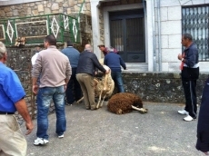 Foto 6 - Las ovejas de Entresierras pasan por la ‘peluquería’