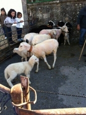 Foto 5 - Las ovejas de Entresierras pasan por la ‘peluquería’
