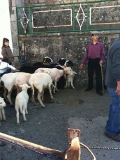 Foto 4 - Las ovejas de Entresierras pasan por la ‘peluquería’