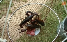 Foto 4 - Junio, mes de cangrejos