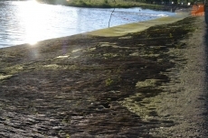 Foto 4 - La Pesquera se convierte en punto de peregrinación a lo largo del lunes