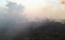 Foto 3 - Las llamas calcinan en Trabanca dos hectáreas de centeno y varias alpacas