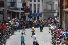 Foto 6 - Los novillos de la ganadería de Herreros ponen fin a los Corpus
