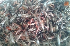 Foto 5 - Una gran paella de 500 raciones pone fin a las fiestas del Corpus