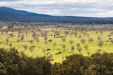 Foto 5 - Abadía de los Templarios, un moderno hotel de estilo medieval en el corazón del Parque Natural de ...
