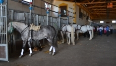 Foto 5 - Romeros, palmas y mucho arte para arropar a la Virgen del Rocío