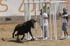 Foto 4 - El único encierro del fin de semana en la comarca transcurre rápido y sin incidentes