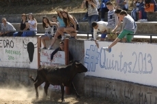 Foto 3 - El único encierro del fin de semana en la comarca transcurre rápido y sin incidentes