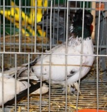 Avicoalba, el arte de criar y proteger el futuro de las aves