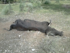 Los buitres acaban con la vida de una vaca en Alameda de Gard&oacute;n