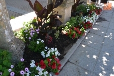 Foto 3 - 1Foto: Arremeten contra el jardín de flores de la Plazuela de Béjar