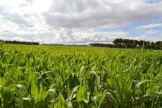 Foto 6 - Arranca una de las peores cosechas de cereal con las miras puestas en los seguros