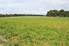 Foto 5 - Arranca una de las peores cosechas de cereal con las miras puestas en los seguros