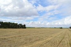 Foto 4 - Arranca una de las peores cosechas de cereal con las miras puestas en los seguros