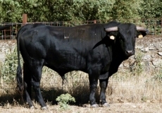 Foto 6 - La Asociación de Hostelería organiza un festival taurino-flamenco y un encierro