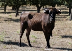 Foto 5 - La Asociación de Hostelería organiza un festival taurino-flamenco y un encierro