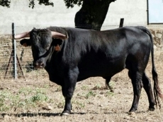 Foto 4 - La Asociación de Hostelería organiza un festival taurino-flamenco y un encierro