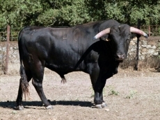 Foto 3 - La Asociación de Hostelería organiza un festival taurino-flamenco y un encierro