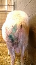 Foto 6 - Denuncian la muerte de ocho ovejas y dos heridas en un ataque de buitres en Saucelle