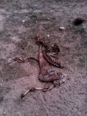 Foto 4 - Denuncian la muerte de ocho ovejas y dos heridas en un ataque de buitres en Saucelle