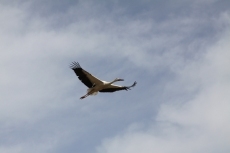 Foto 5 - Liberadas en el merendero de Tamames seis aves recuperadas en el Centro 'Las Dunas'
