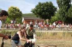 Foto 4 - Liberadas en el merendero de Tamames seis aves recuperadas en el Centro 'Las Dunas'