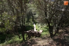 Foto 4 - Los voluntarios del Inice limpian de arbustos las zonas de uso público en Ambasaguas