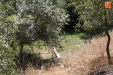 Foto 3 - Los voluntarios del Inice limpian de arbustos las zonas de uso público en Ambasaguas