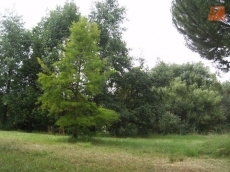 Foto 4 - El arboreto de Almenara de Tormes