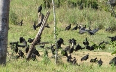 Foto 5 - El clamor de la Amazon&iacute;a