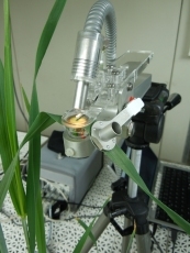 Medida de fluorescencia de la clorofila en hoja de cebada. Foto: IRNASA