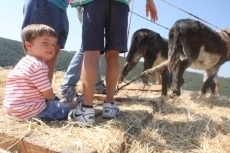 Foto 3 - Rescatada en el tiempo la antigua forma de trillar