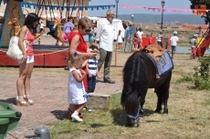 Foto 5 - Un corcel muy rebelde