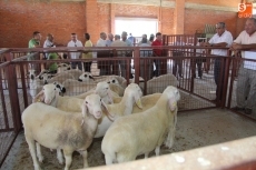 El ovino se situará en la nave del recinto ferial