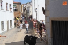 Foto 6 - Supersónico segundo encierro de las fiestas con novillos de Hermanos Sánchez
