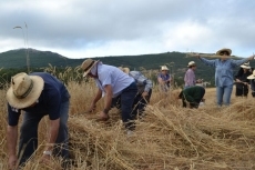 Foto 3 - Viaje en el tiempo para recordar la siega y la trilla