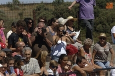 Foto 5 - Los astados hacen poco caso a los caballos en el encierro