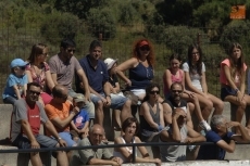 Foto 4 - Los astados hacen poco caso a los caballos en el encierro