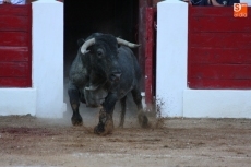 Foto 5 - Pedro Gutiérrez ‘El Capea’ sale a hombros en Vitigudino tras cortar siete orejas en su...