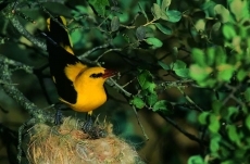 Foto 5 - Turismo ornitológico: aires de libertad