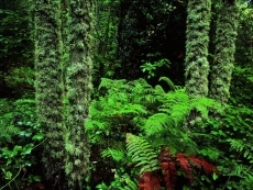 Foto 4 - Las Quilamas: el misterio de la reina Quilama