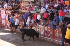 Foto 6 - Animado primer encierro de las Fiestas del Toro con novillos de Valrubio