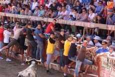 Foto 5 - Animado primer encierro de las Fiestas del Toro con novillos de Valrubio