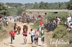 Foto 5 - Accidentado primer encierro con novillos de Chaves y que deja tres heridos
