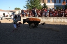 Una vaquilla se cuela entre dos vallas y golpea a una mujer embarazada en Babilafuente