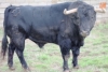 Foto 2 - Toros del Puerto de San Lorenzo para el festejo mixto de Alba
