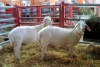 Foto 1 - Ganaderos de Hinojosa y Villavieja de Yeltes logran primeros premios en el concurso de ovino de...