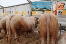 Foto 4 - Rubén García, ganadero de charolés: "Los premios del concurso significan que estamos haciendo...