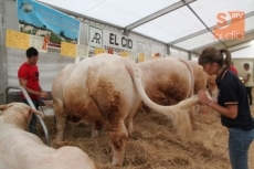 Ganadería de Miguel Vaquero, subcampeona de la raza